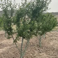 باغ و باغچه نقلی سند تکبرگ با برق