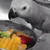 گم شده در صورت پیدا شدن شیرینی داده می شود
