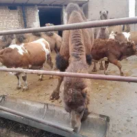 گوشت شتر|خوردنی و آشامیدنی|شبستر, |دیوار