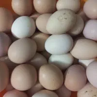 تخم مرغ محلی