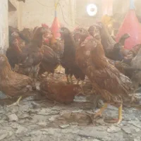 مرغ محلی|پرنده|شیراز, تاچارا|دیوار