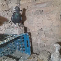 زاغ نر پا بلند درشت کشیده ذات هفترنگ