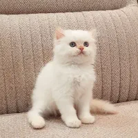 بریتیش‌ لانگ هیر گلد نر دوماهه|گربه|کتالم و سادات شهر, |دیوار