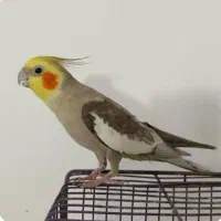 گمشده