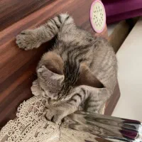 گربه