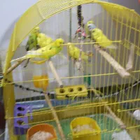 مرع عشق|پرنده|خوی, |دیوار