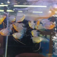 گورامی مرواریدی (پرل) سایز درشت رنگدار