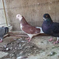 کبوتر پرشی|پرنده|مشکین‌دشت, |دیوار