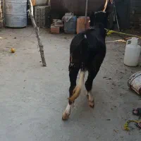 گوساله|حیوانات مزرعه|خان ببین, |دیوار