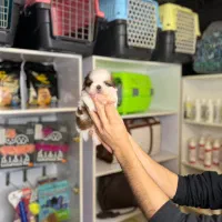 شیتزو  نر و ماده|سگ|تهران, تهرانپارس غربی|دیوار