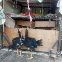 یه مرغ دوجوجه لاری نسل
