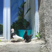 کبوتر تهرانی پرش بالا