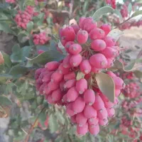 زرشک امسالی (پخش عمده)|خوردنی و آشامیدنی|قائن, |دیوار