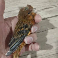 قناری موزاییکی،ردفاکتور،گلاستر،اوپال،رسمی بلند