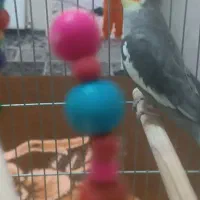 عروس هلندی نر سالم با قفس|پرنده|مشکیندشت, |دیوار