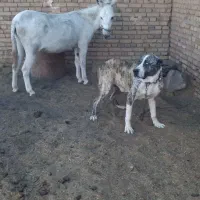 سگ والاغ|سگ|روداب, |دیوار