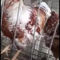 ویاندوت برهما اورپینگتون ورورک ردآیلند|حیوانات مزرعه|اصفهان, جلفا|دیوار