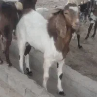 بز نر و ماده دورگ پاکستانی جوان شش ماه و هفت ماهه|حیوانات مزرعه|نیک شهر, |دیوار