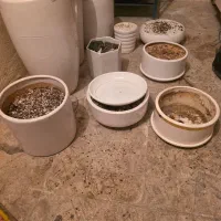 گلدان|گل و گیاه طبیعی|ساوه, |دیوار