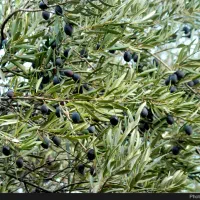 زیتون روغنی|خدمات باغبانی و درختکاری|سرپل ذهاب, |دیوار