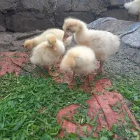 جوجه قو غاز