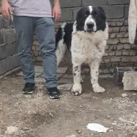 واگذاری سگ قدرجونی اصیل