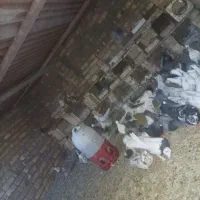 کفتر های پرشی ساعتی|پرنده|بافق, |دیوار