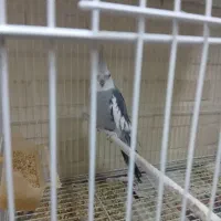 تلوزیون و عروس