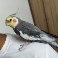 مرغ عروس  عروس هلندی نر