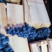 امپراطور انگور دیم سردشت کردستان سیاه سنندج|خوردنی و آشامیدنی|تهران, میدان میوه و تره‌بار مرکزی|دیوار