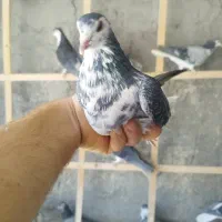 کبوتر گلین