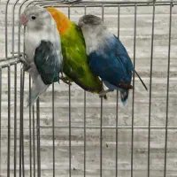 طوطی لاو برد|پرنده|چرام, |دیوار