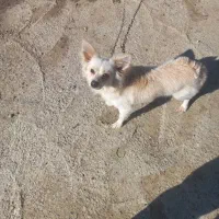 پاکوتا|سگ|گنبد کاووس, |دیوار