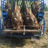 پاجوش دمیت نخل