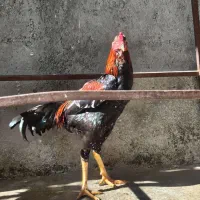 خروس لاری 9ماهه|حیوانات مزرعه|سرپل ذهاب, |دیوار