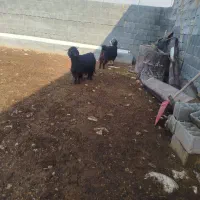 بز ابستن|حیوانات مزرعه|سرپل ذهاب, |دیوار