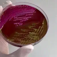 ورکشاپ تخصصی آزمایشگاه میکروبیولوژی