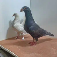 کبوتر معاوضه با پرنده