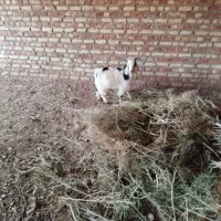 بزغاله نر خوب عالی