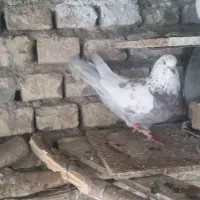 نر قلمکار پشت سرور|پرنده|خمینی‌شهر, |دیوار