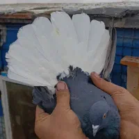 .دمسفید ماده.قره سبز ماده آلمانی