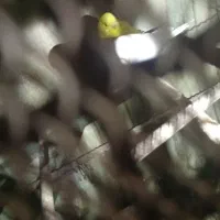 طوطی ملنگو و مرغ عشق انگلیسی|پرنده|بندرعباس, |دیوار