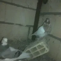 4عدد کفتر پرشی