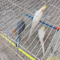 عروس هلندی|پرنده|مشهد, ادیب نیشابوری (شهرک غرب)|دیوار