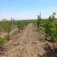 باغ ۴ ساله میانکوه فیض آباد زیاران