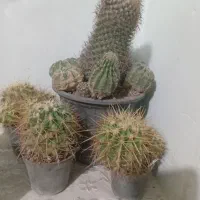 گل کاکتوس|گل و گیاه طبیعی|قوچان, |دیوار