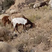 بز پاکستانی درجه یک|حیوانات مزرعه|شیروان (خراسان), |دیوار