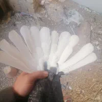 نرو ماده تخت دم سفید پور