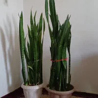 دو گلدان گل سانسوریا .