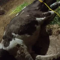 گاو ابستن پا شکسته